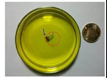 石墨烯实体照片 石墨烯实体照片